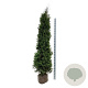 Thuja occidentalis 'King of Brabant' 200-225 cm met kluit extra