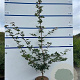 Acer campestre 150-175 cm 7,5L Gestokt
