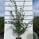 Acer campestre 175-200 cm 7,5L Gestokt
