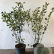 Amelanchier lamarckii 80-100 cm 7,5L