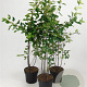 Amelanchier lamarckii 80-100 cm 7,5L