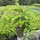 Berberis frikartii 'Amstelveen' 30-40 cm 3,0L