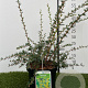 Berberis stenophylla 30-40 cm 3,0L