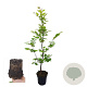 Carpinus betulus 60-80 cm 2,5L