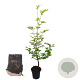 Carpinus betulus 80-100 cm 2,5L