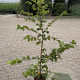 Carpinus betulus 80-100 cm 2,5L
