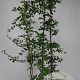 Carpinus betulus 175-200 cm 5,0L Gestokt
