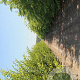 Pterocarya fraxinifolia 20-25 HO Cocoskluit