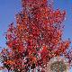 Pyrus calleryana 'Chanticleer' 12-14 HO container