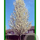 Pyrus calleryana 'Chanticleer' 12-14 HO container