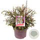 Ceanothus 'Emily Brown' 25-30 cm 5,0L