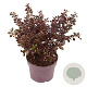 Coprosma 'Chocolate Soldier' 20-25 cm 3,0L