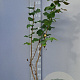 Corylus avellana 125-150 cm 5,0L