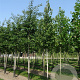 Corylus colurna 125-150 cm 7,5L Gestokt