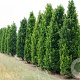 Quercus rob. 'Fastigiate Koster' 20-25 HO cont. 150L