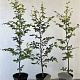 Fagus sylvatica 80-100 cm 5,0L