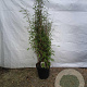 Fargesia nitida 'Great Wall' 150-175 cm 30L