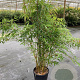 Fargesia robusta 'Pingwu' 125-150 cm 15L