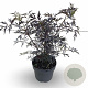 Sambucus nigra 250-300 cm cont. 90L meerstammig