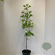 Ginkgo biloba 40-50 cm 3,5L