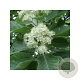Sorbus aria 'Lutescens' 8-10 HO 45L
