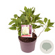 Hydrangea pan. Little Spooky 10-15 cm 2,0L