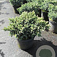 Juniperus squamata 'Blue Star' 25-30 cm 3,0L