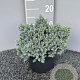 Juniperus squamata 'Blue Star' 25-30 cm 3,0L