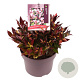Leucothoe 'Zeblid' 20-25 cm 5,0L