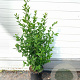 Ligustrum ovalifolium 40-60 cm 2,0L