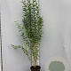 Ligustrum ovalifolium 100-125 cm 5,0L