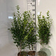 Ligustrum ovalifolium 100-125 cm 5,0L