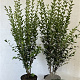 Ligustrum ovalifolium 100-125 cm 7,5L