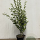 Ligustrum oval. 'Aureum' 60-80 cm 7,5L