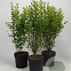 Ligustrum oval. 'Aureum' 80-100 cm 7,5L