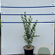 Ligustrum vulg. 'Atrovirens' 60-80 cm 7,5L