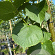 Tilia europaea 'Pallida' 12-14 HO container
