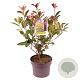 Photinia fraseri 'Red Robin' 30-40 cm 5,0L