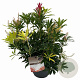 Pieris 'Forest Flame' 25-30 cm 3,0L