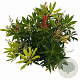 Pieris 'Forest Flame' 25-30 cm 3,0L