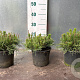 Pinus mugo mugo 20 cm 2,0L