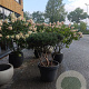 Pinus sylv. 'Watereri' 80-100 cm container meerstammig