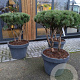 Pinus sylv. 'Watereri' 80-100 cm container meerstammig