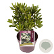 Pittosporum tobira 20-30 cm 3,0L