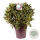 Rhododendron 'Cunningham's White' 50-60 cm 13L