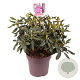 Rhododendron 'Lee's Dark Purple' 50-60 cm 13L