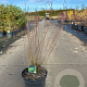 Salix purpurea 'Nana' 60-80 cm 7,5L