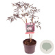Sambucus nigra Black Lace 40-50 cm 3,0L