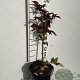Sambucus nigra Black Tower 40-50 cm 3,0L