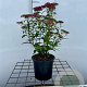 Spiraea jap. 'Dart's Red' 30-40 cm C1.3
